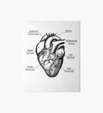 Anatomical Heart - Funny Cardiac Nurse Med Student Valentines Day Shirt Art Board