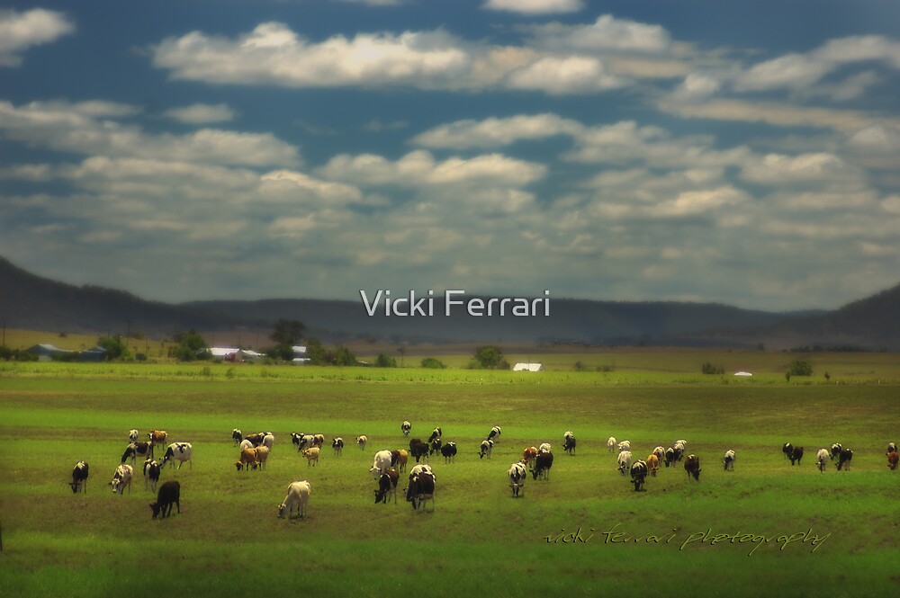 "Killarney Dairy Cattle © Vicki Ferrari Photography" by Vicki Ferrari