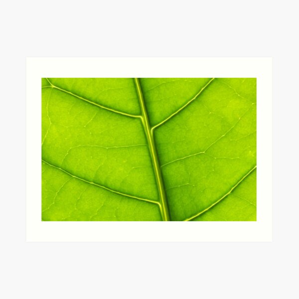 Eco green leaf Art Print