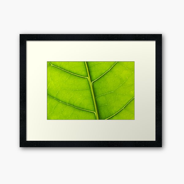 Eco green leaf Framed Art Print