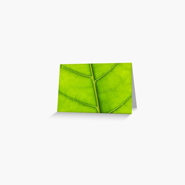 Eco green leaf Greeting Card