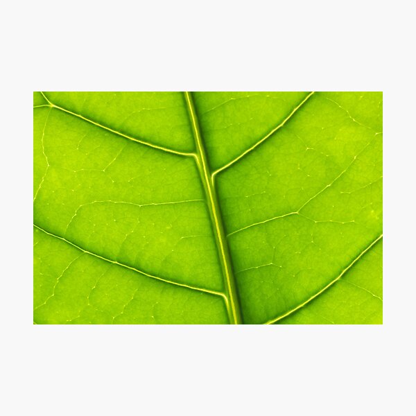 Eco green leaf Photographic Print