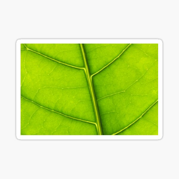 Eco green leaf Sticker