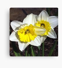 Ice Follies Canvas Print