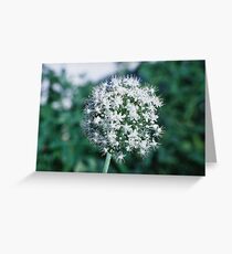 Onion Flower Greeting Card