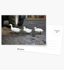 Ducks In A Row Postcards