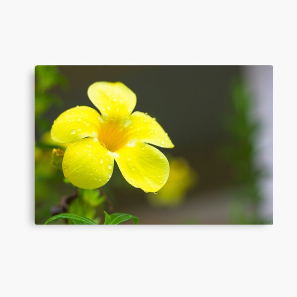 Yellow flower Canvas Print