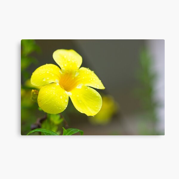 Yellow flower Metal Print