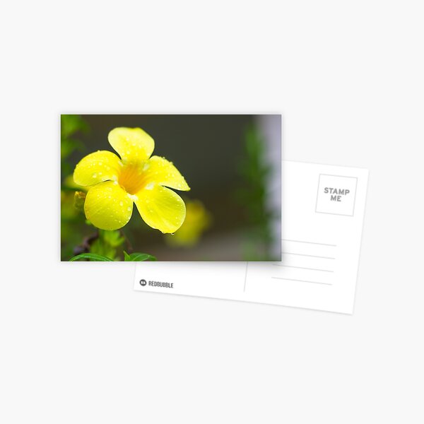 Yellow flower Postcard