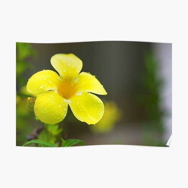 Yellow flower Poster