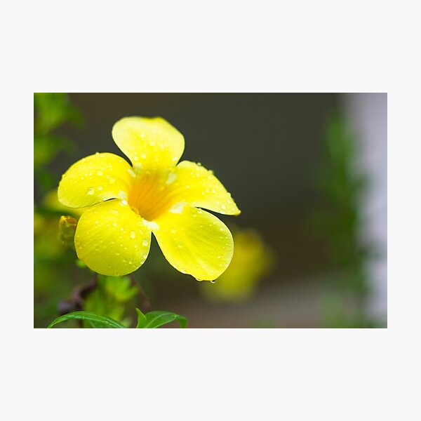 Yellow flower Photographic Print