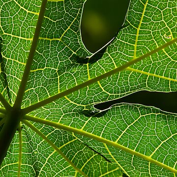 Artwork thumbnail, Papaya Leaf by wootton60