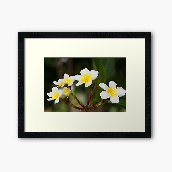 Frangipani leelawadee flowers Framed Art Print