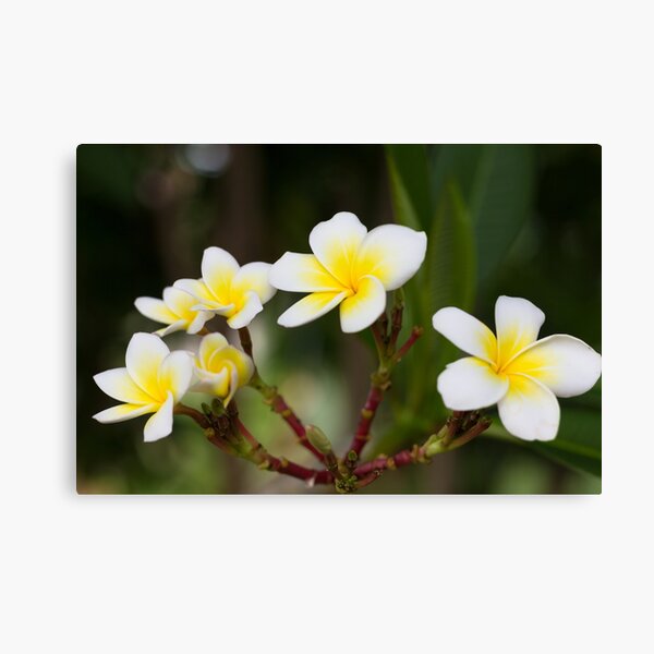 Frangipani leelawadee flowers Canvas Print