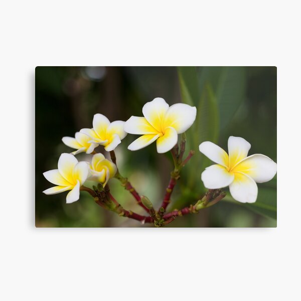 Frangipani leelawadee flowers Metal Print