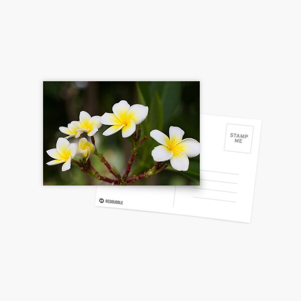 Frangipani leelawadee flowers Postcard