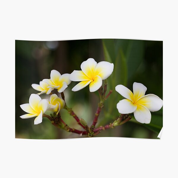 Frangipani leelawadee flowers Poster