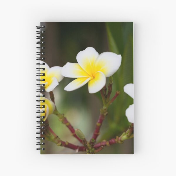 Frangipani leelawadee flowers Spiral Notebook