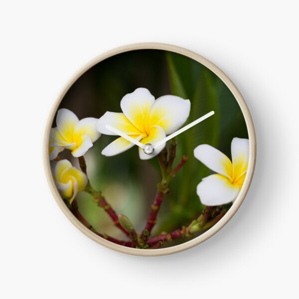 Frangipani leelawadee flowers Clock