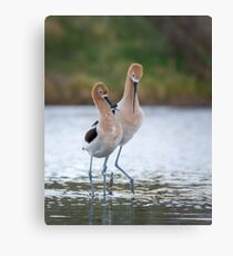 Avocet couple Canvas Print