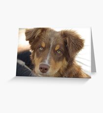 australian shepherd red tri puppy Greeting Card