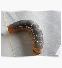 insect Poster