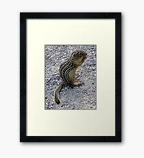 Chipmunk Framed Print