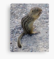 Chipmunk Metal Print