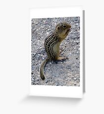 Chipmunk Greeting Card