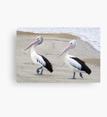 Pelicans Canvas Print