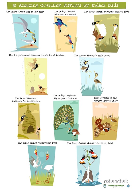"Illustrated Courtship Displays of Ten Indian Birds" by rohanchak