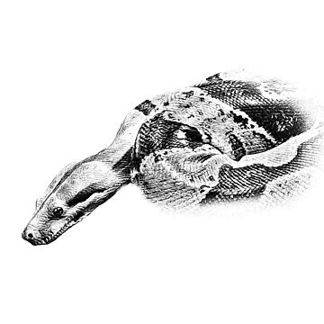 Boa Constrictor Black & White Art Board Print for Sale by porpoisefully