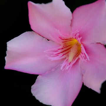 Artwork thumbnail, Pink Oleander by mistered