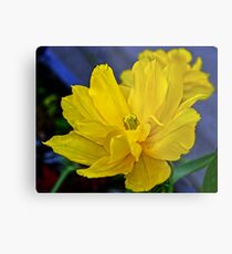 Yellow Tulip..... Metal Print
