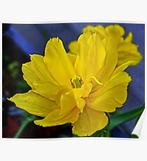 Yellow Tulip..... Poster