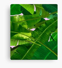 Green Banana Leaves Canvas Print
