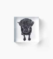 Snow Dog - Black Labrador Acrylic Block