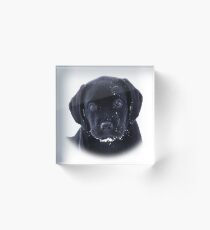 Snow Puppy - Black Labrador Acrylic Block