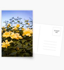 In the midst of yellow roses Postcards