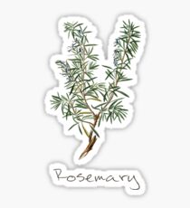 Rosemary Herb, Rosemary Plant, Rosemary Print, Rosemary Art Print Sticker