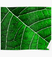 LEAF STRUCTURE GREENERY no3 Poster