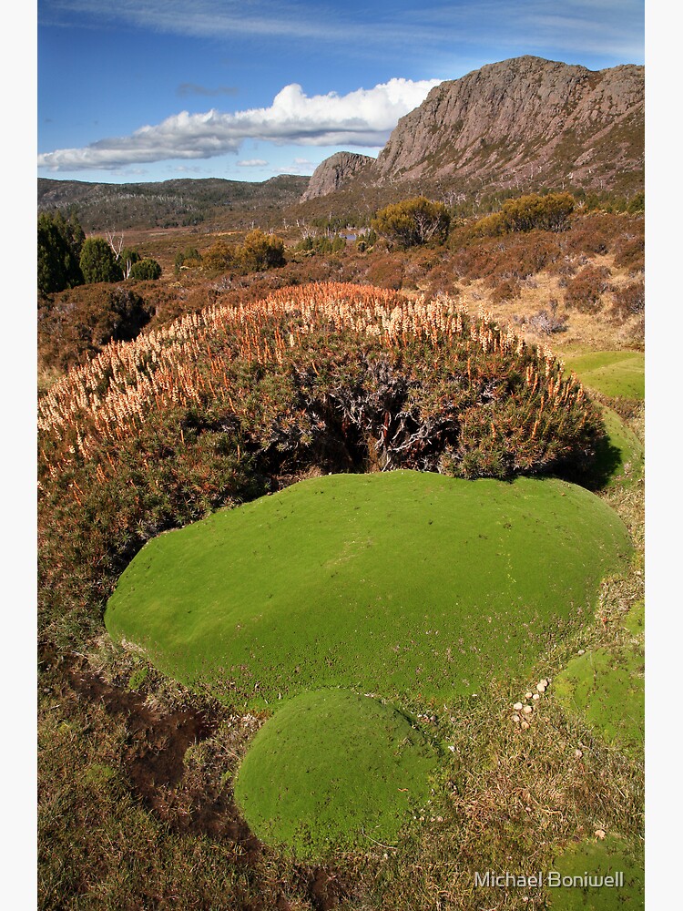 Cushion Plants below Mt Jerusalem, Tasmania, Australia by Chockstone
