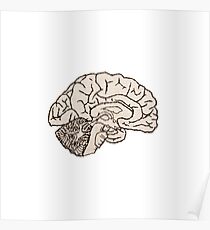 hemisected brain Poster
