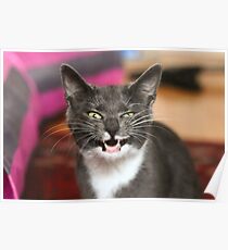 Goofy kitten Poster