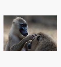 Grooming Drills Photographic Print