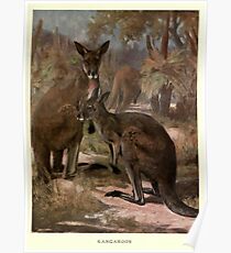Vintage Kangaroo Painting (1909) Poster