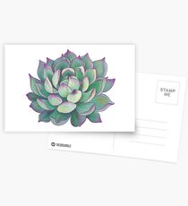 Succulent plant Postcards