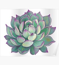 Succulent plant Poster