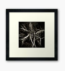 Sage Brush Framed Print