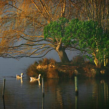Artwork thumbnail, Farm dam by wootton60